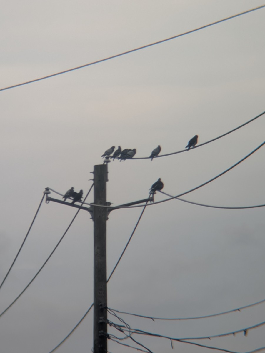 Pigeon biset (forme domestique) - ML643103196