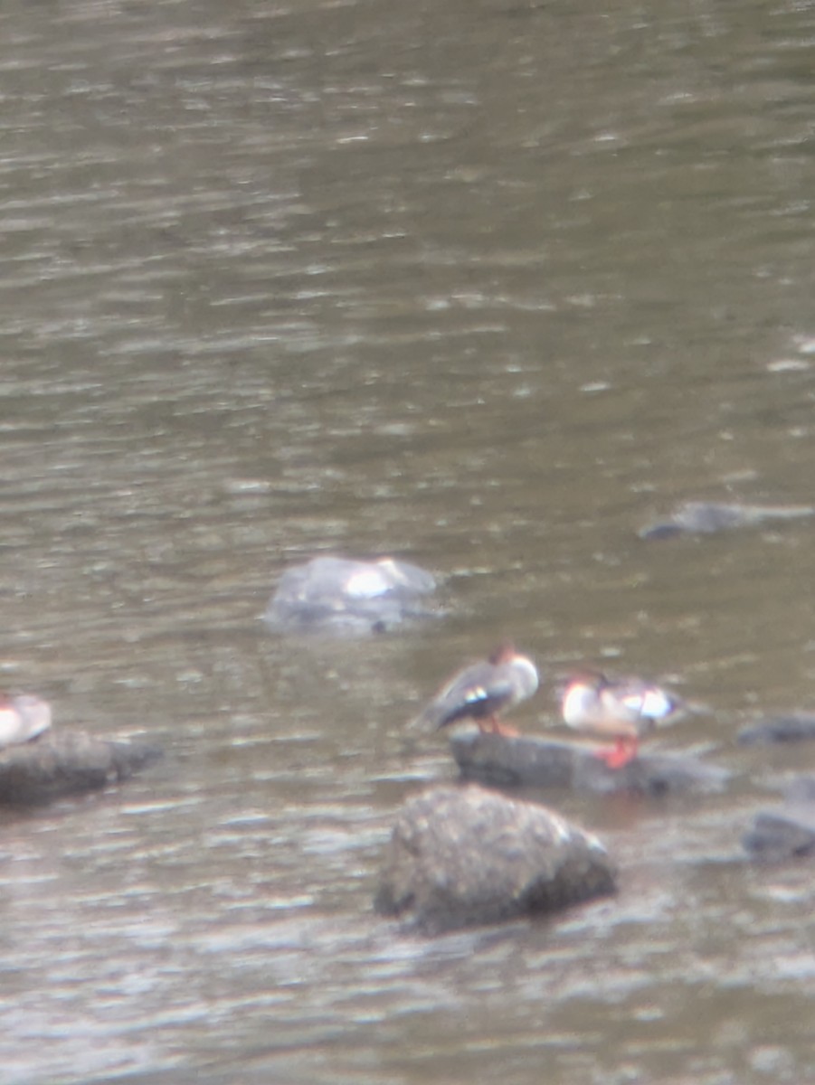 Grand Harle - ML643103202