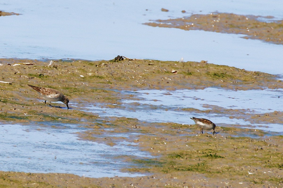 White-rumped Sandpiper - ML643103298