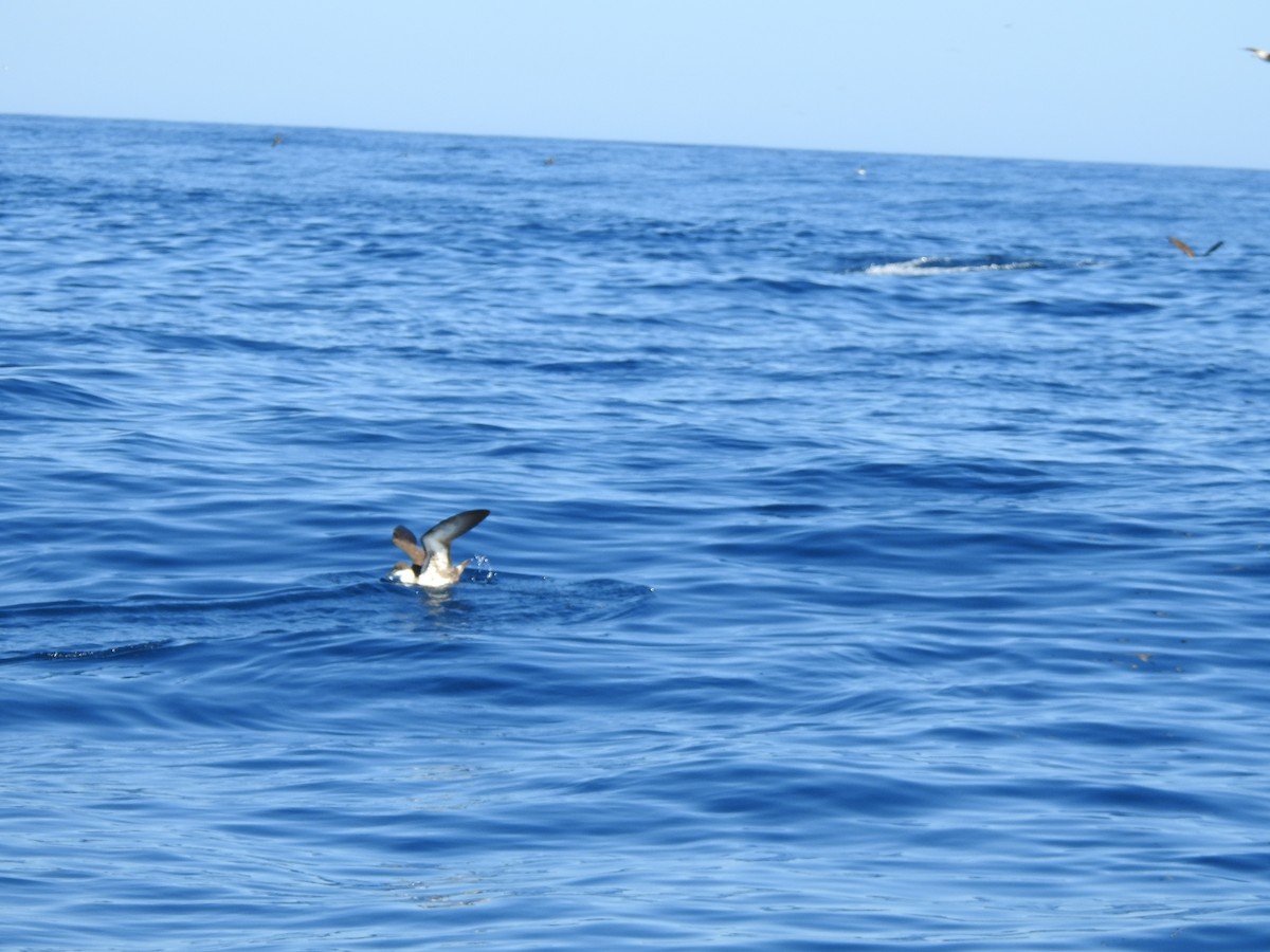 Great Shearwater - ML643103299