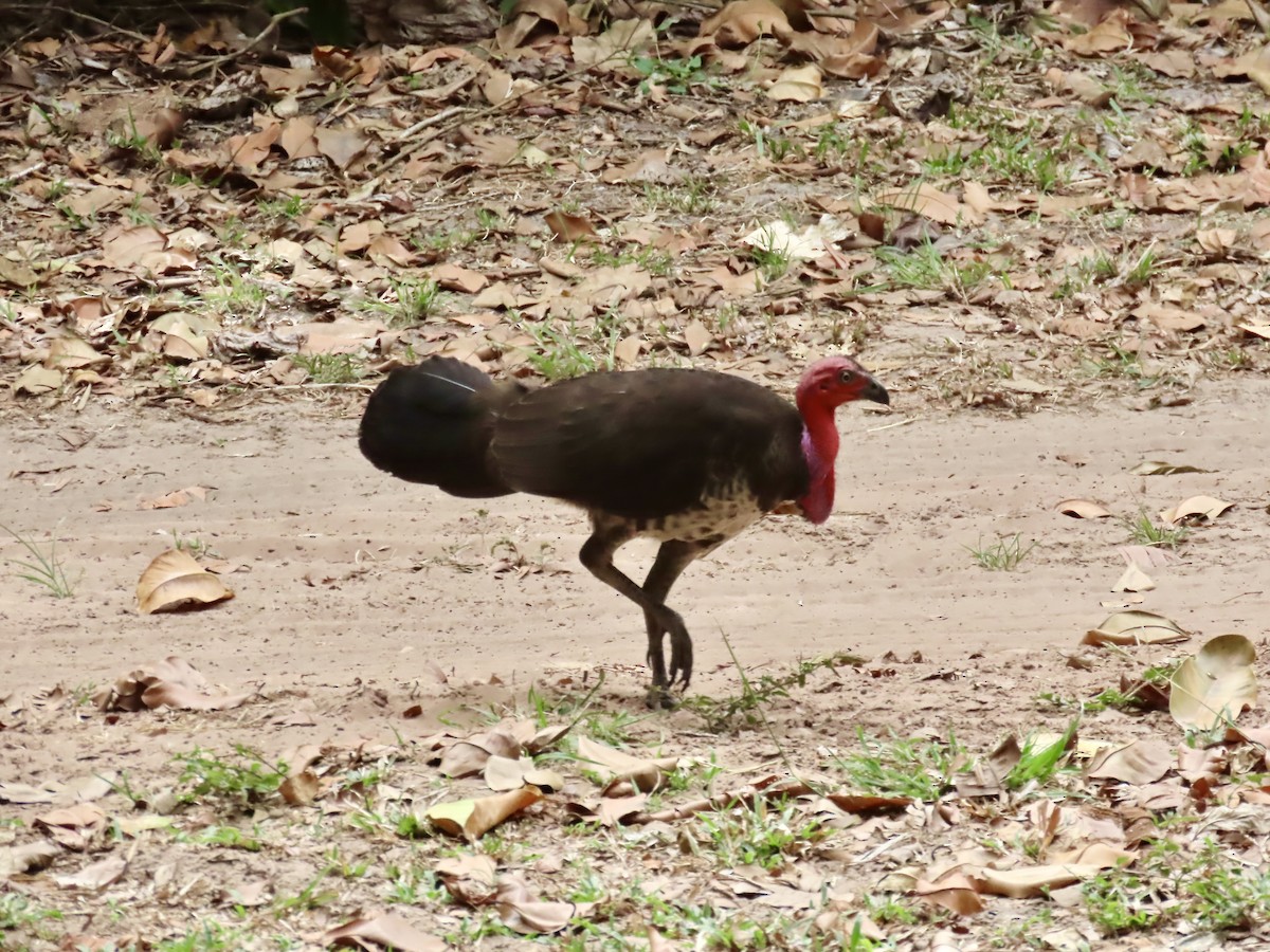 Australian Brushturkey - ML643103307