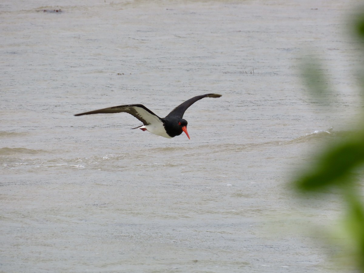 Pied Oystercatcher - ML643103320