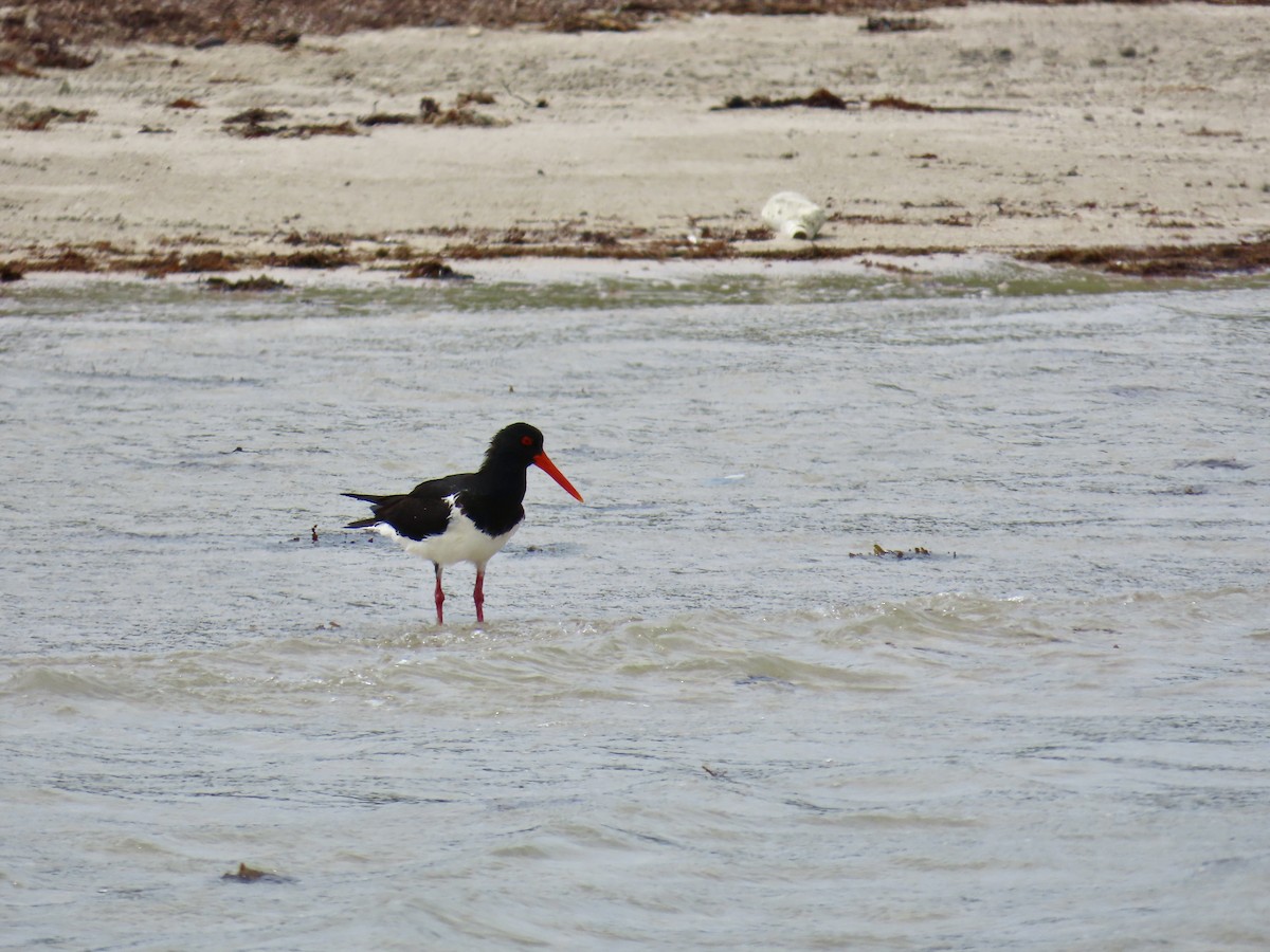 Pied Oystercatcher - ML643103321