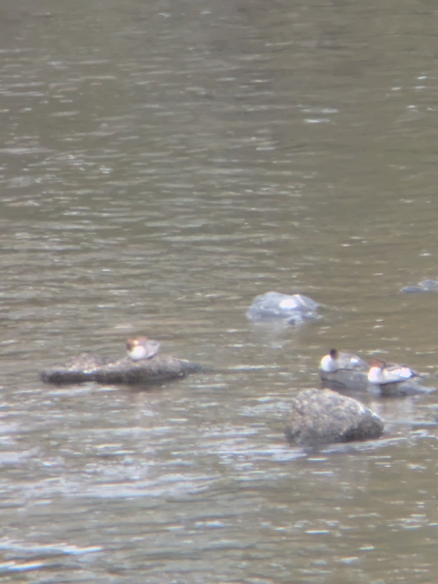 Grand Harle - ML643103337