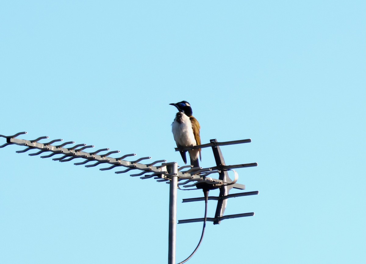 Blue-faced Honeyeater - ML643103356