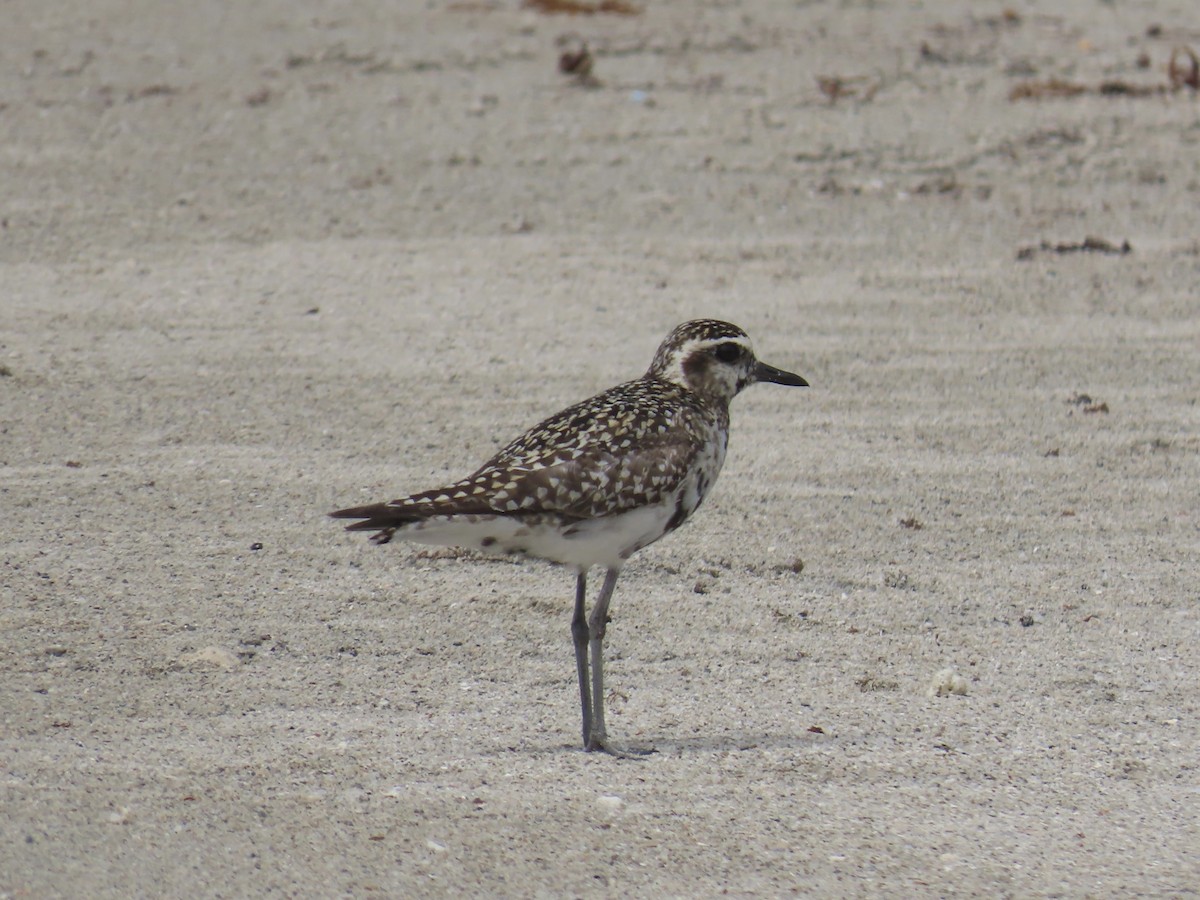 Urre-txirri siberiarra - ML643103370