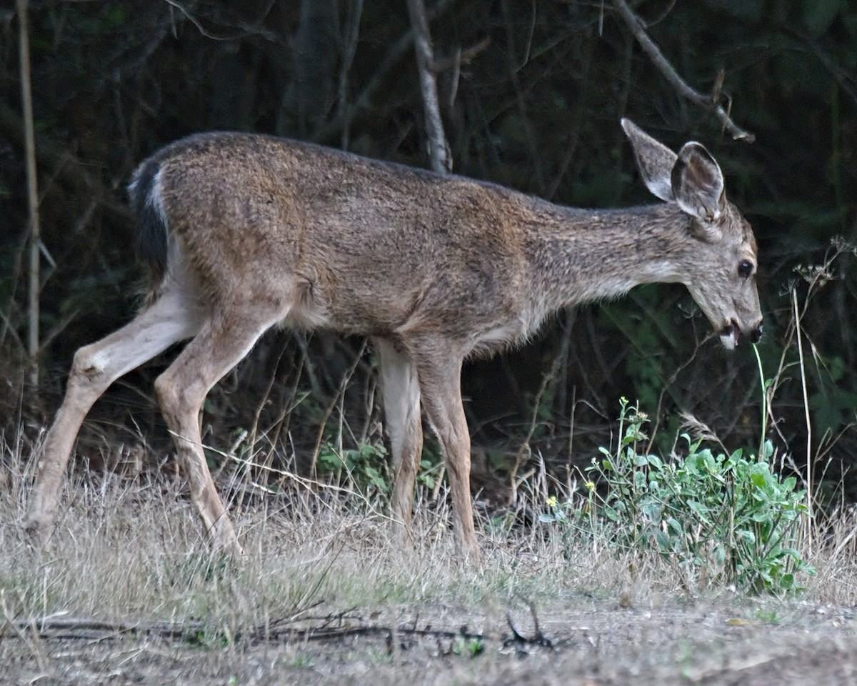 Columbian Black-tailed Deer - ML643103375