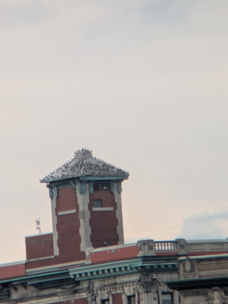 Pigeon biset (forme domestique) - ML643103380