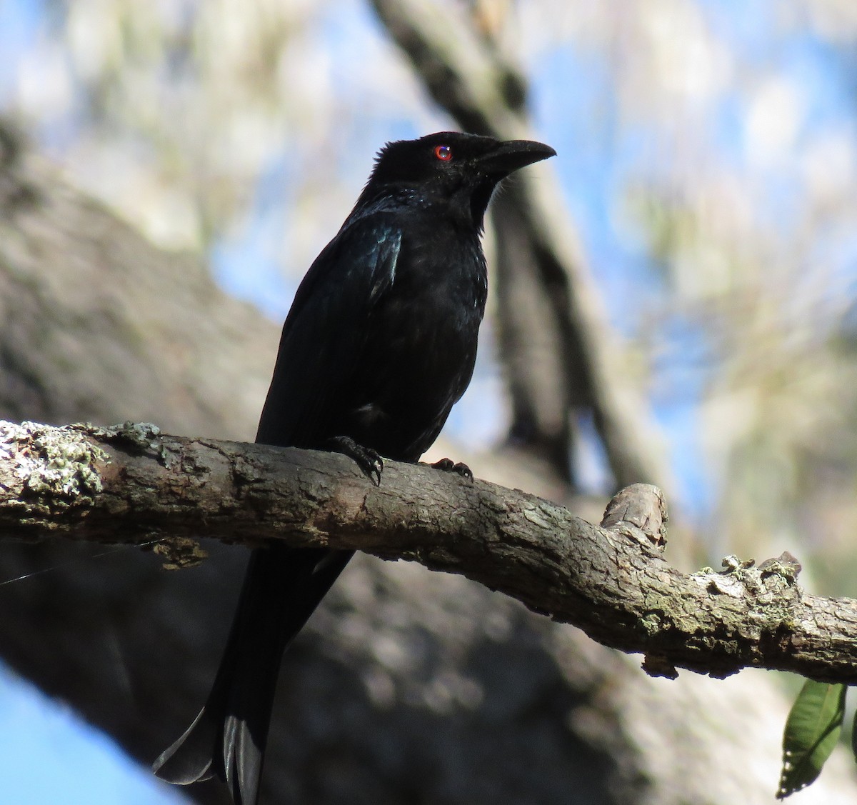 Spangled Drongo - ML64310341