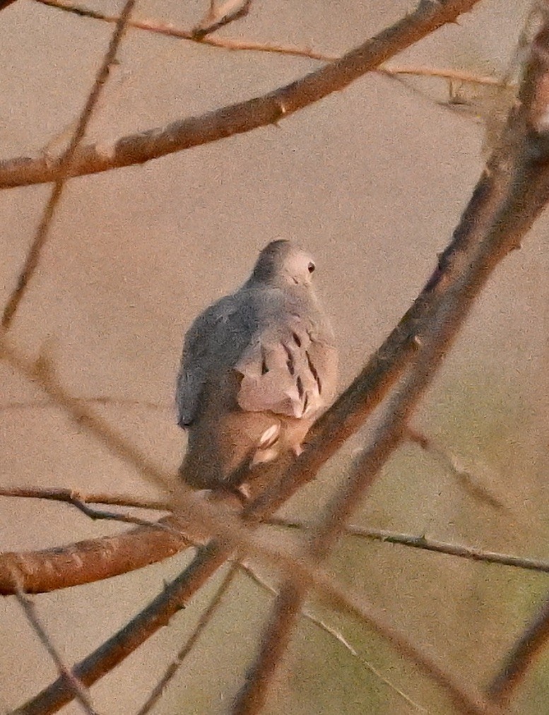 Plain-breasted Ground Dove - ML643103411