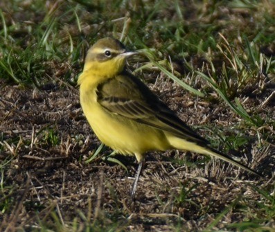 Western Yellow Wagtail (flavissima) - ML643103412