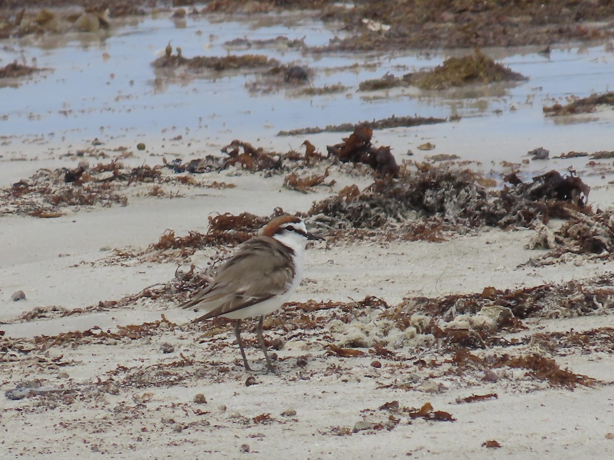 Red-capped Plover - ML643103423