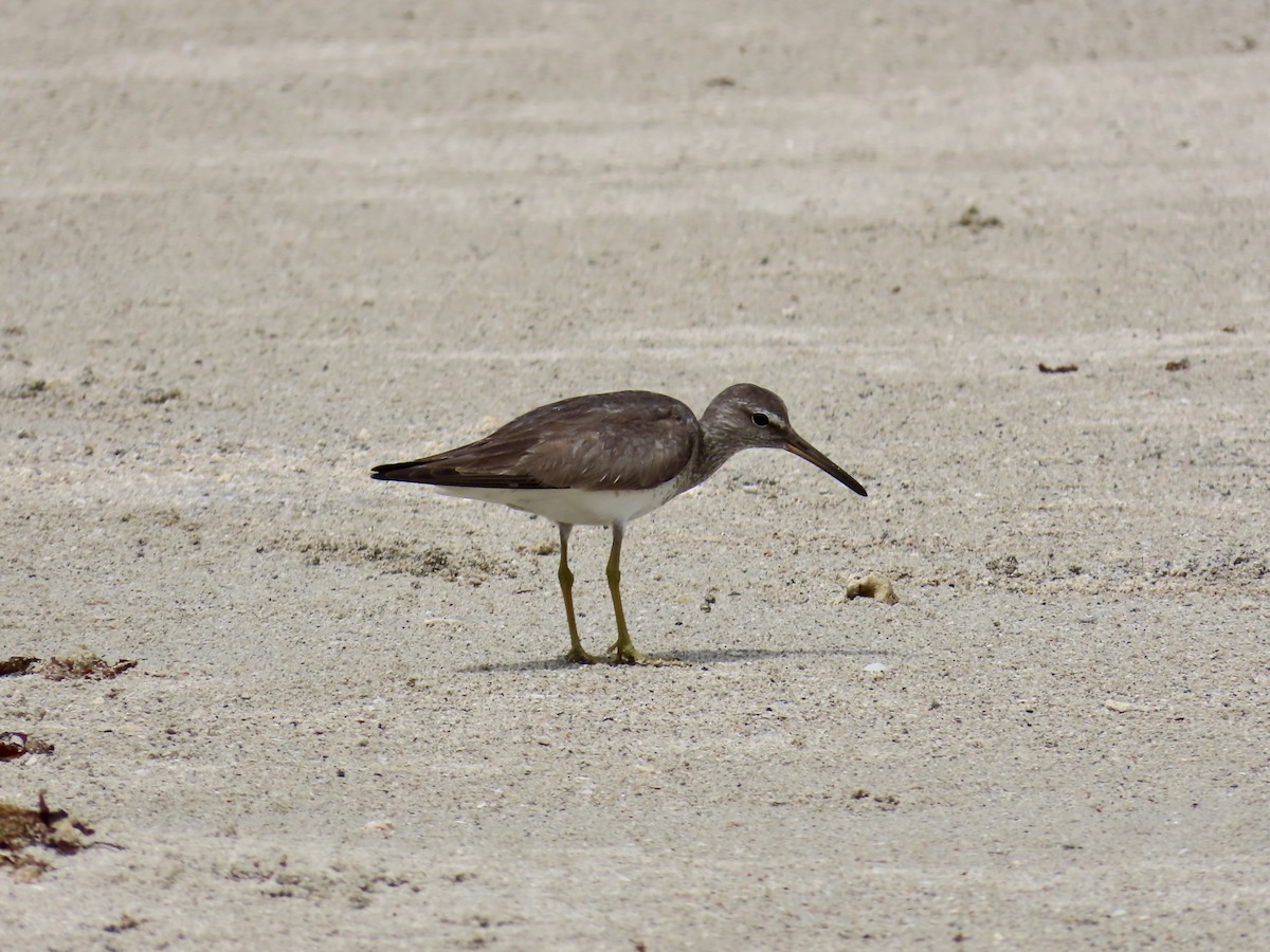 Kuliska siberiarra - ML643103439