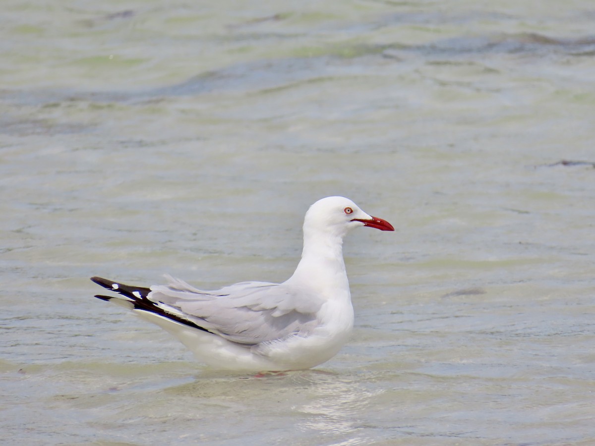 Silver Gull - ML643103449