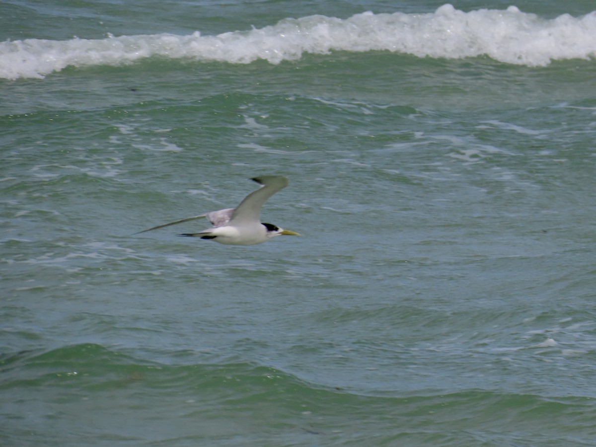 Great Crested Tern - ML643103467