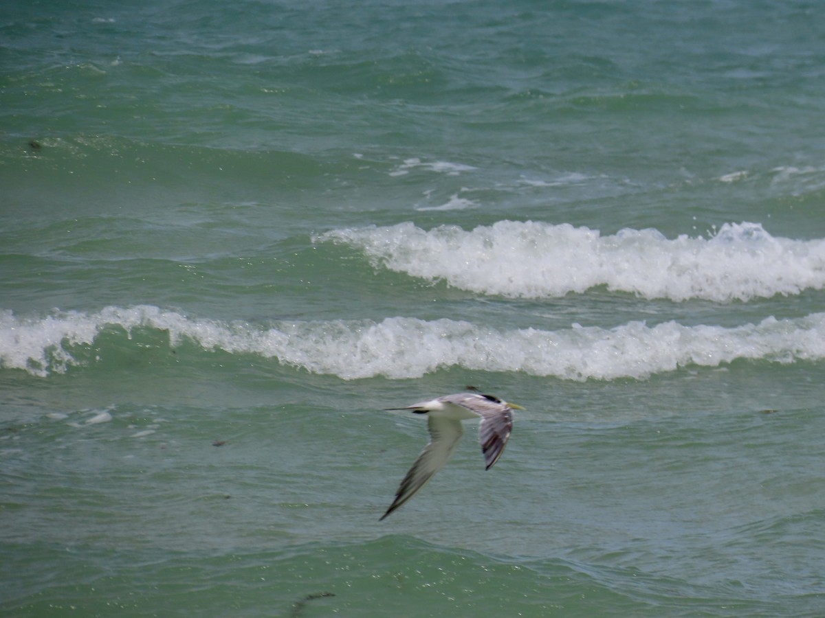 Great Crested Tern - ML643103468