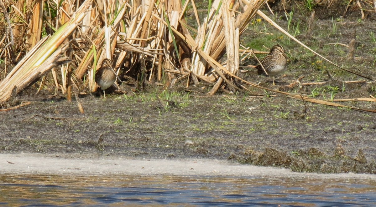 Wilson's Snipe - ML643103469
