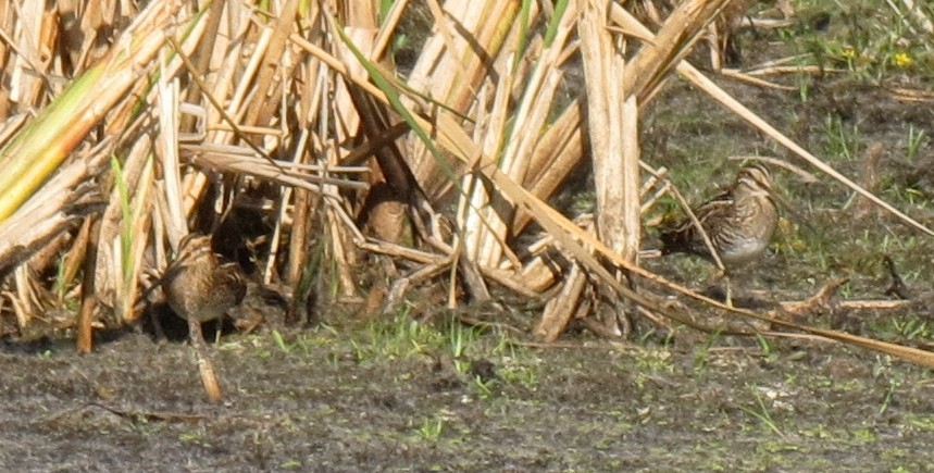 Wilson's Snipe - ML643103480