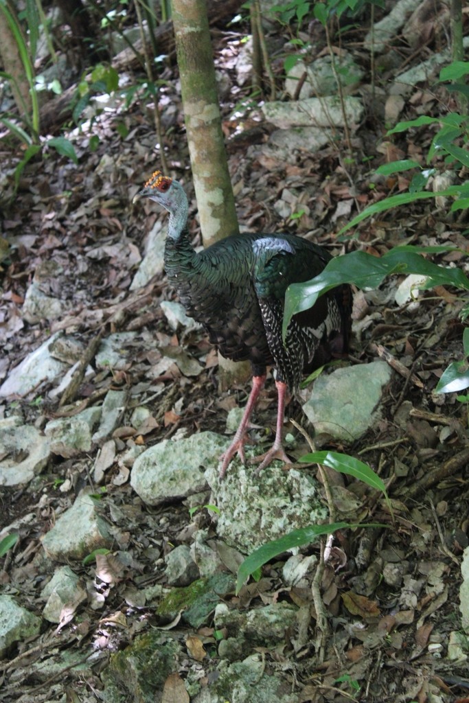 Ocellated Turkey - ML643103537