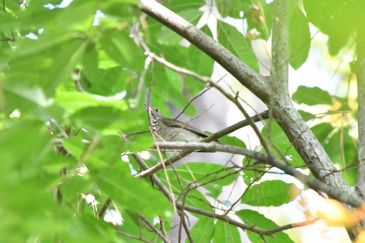 gråkinnskogtrost - ML643103563