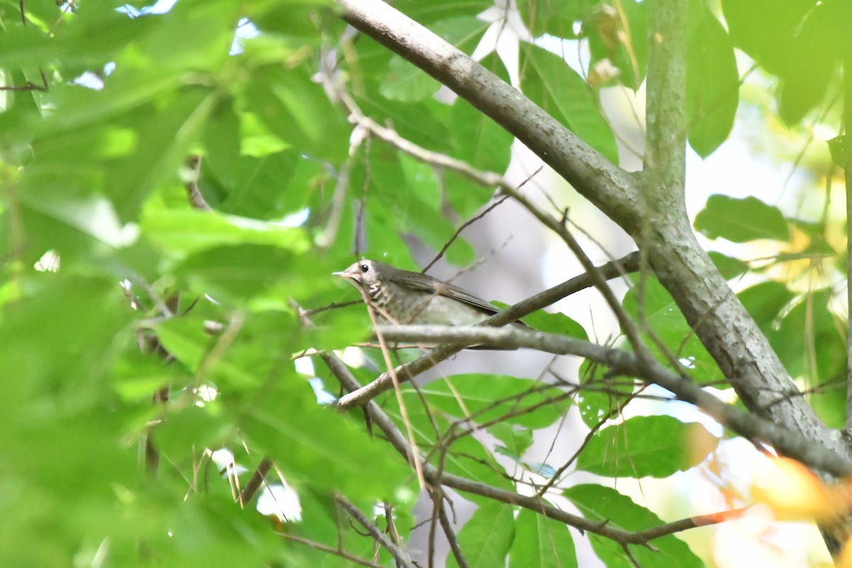 gråkinnskogtrost - ML643103576