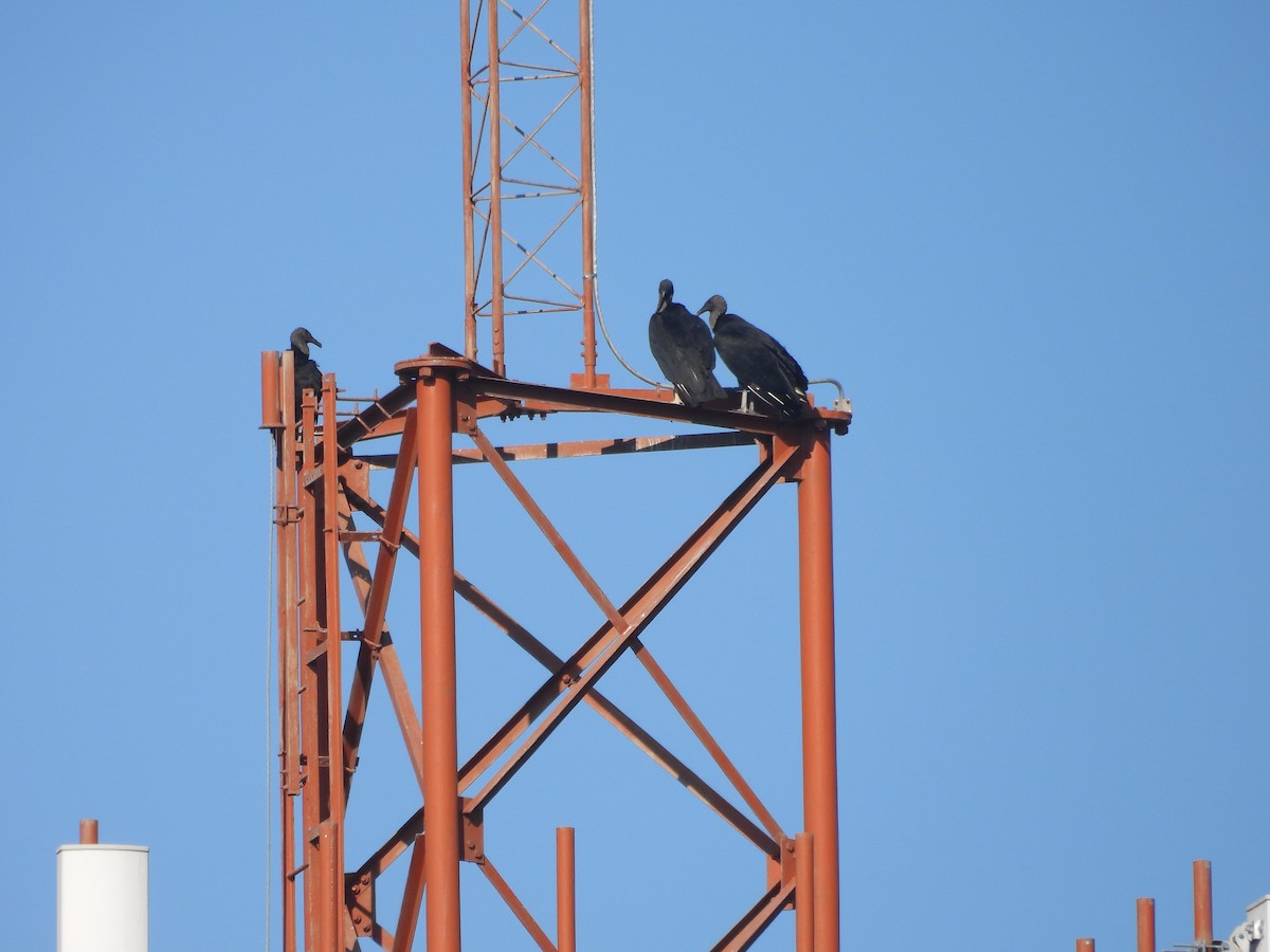 Black Vulture - ML643103586