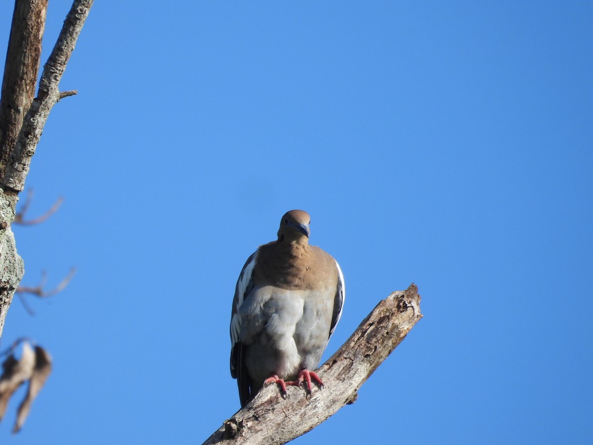 White-winged Dove - ML643103593