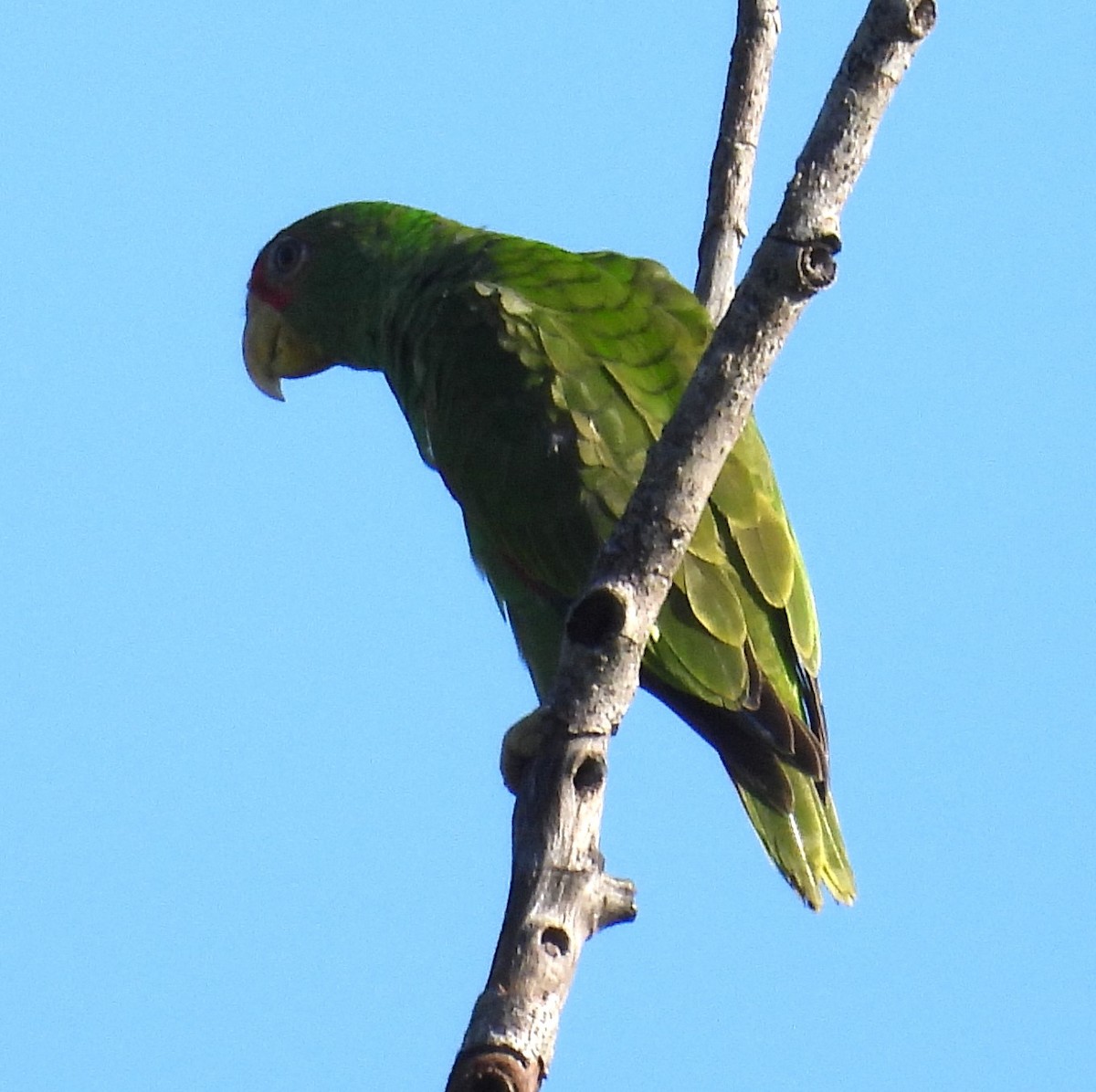White-fronted Amazon - ML643103600
