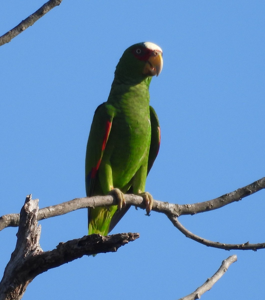 White-fronted Amazon - ML643103601
