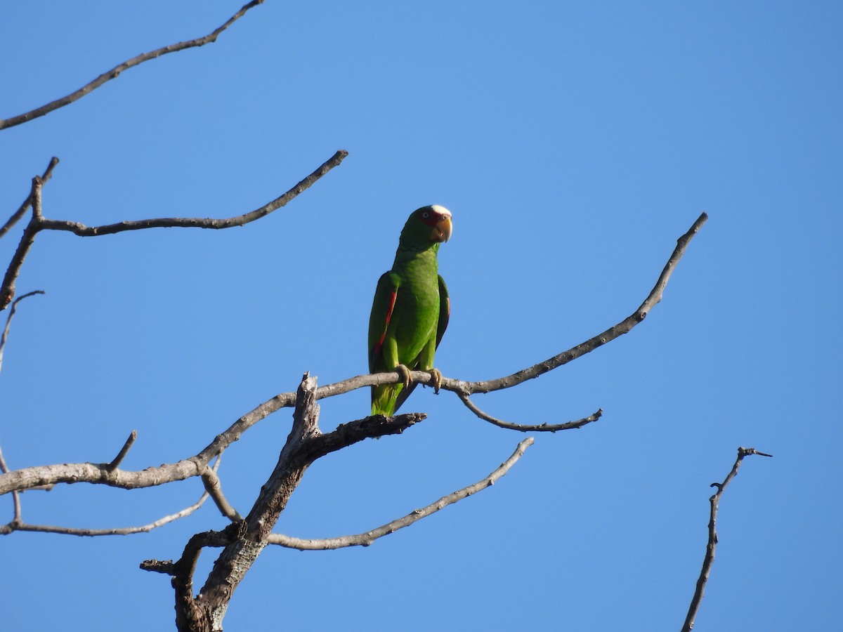 White-fronted Amazon - ML643103602