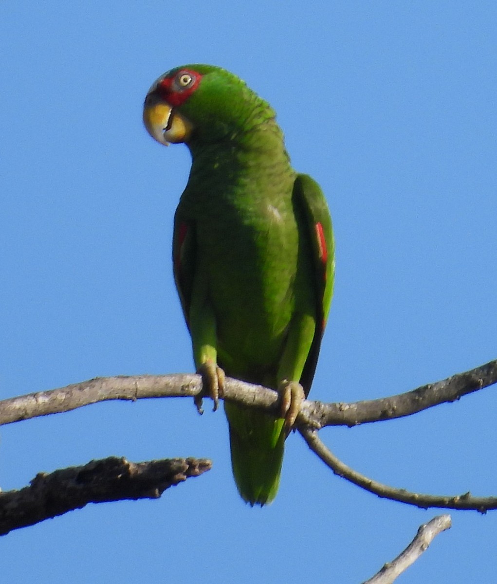 White-fronted Amazon - ML643103603