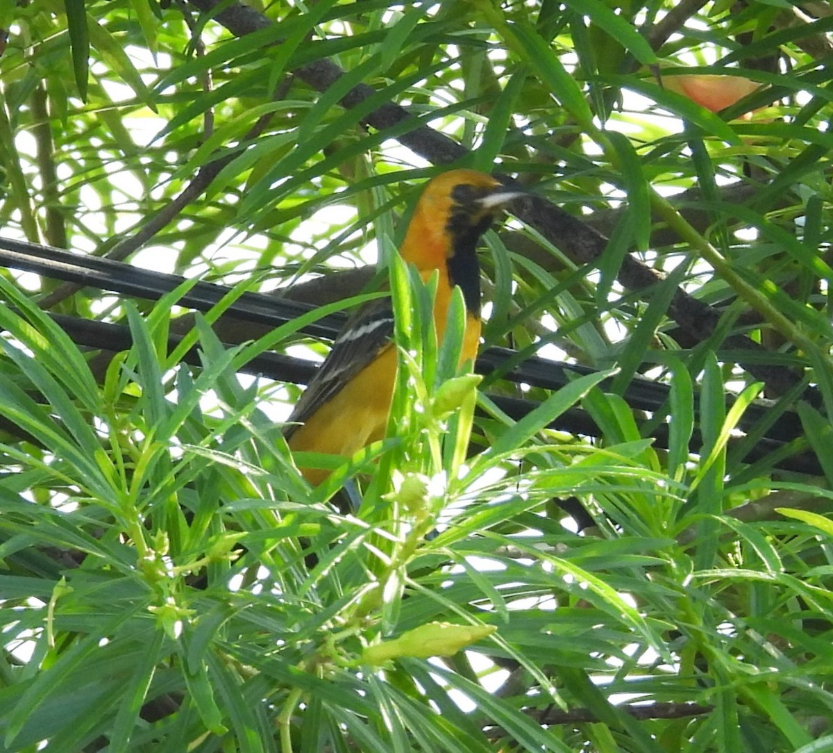 Hooded Oriole - ML643103609