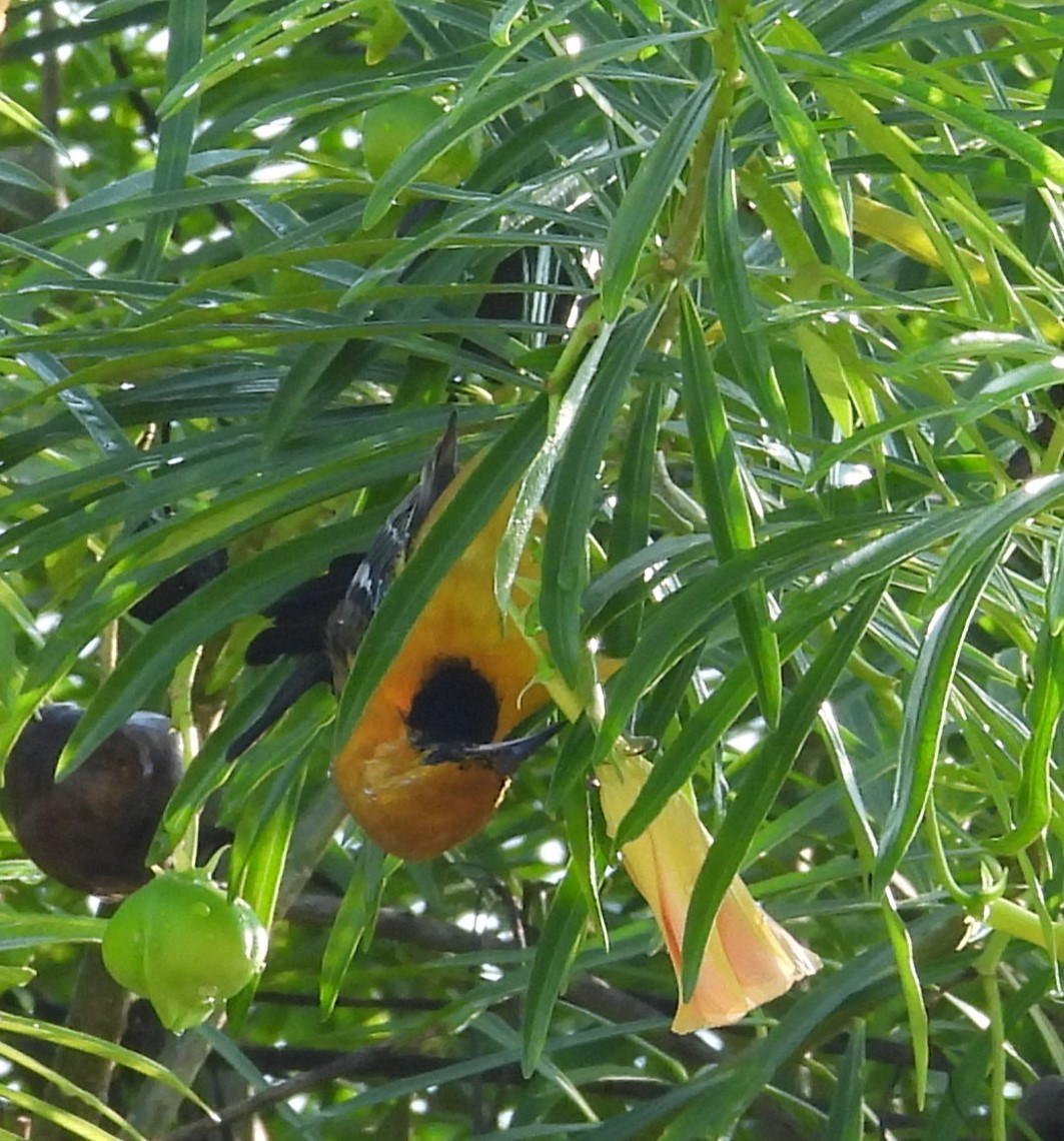 Hooded Oriole - ML643103610