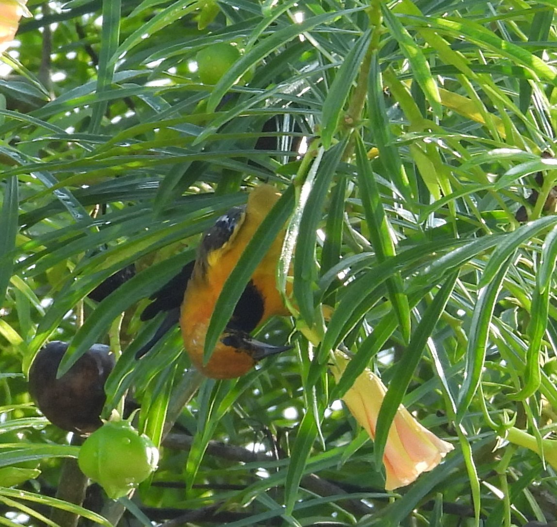 Hooded Oriole - ML643103611