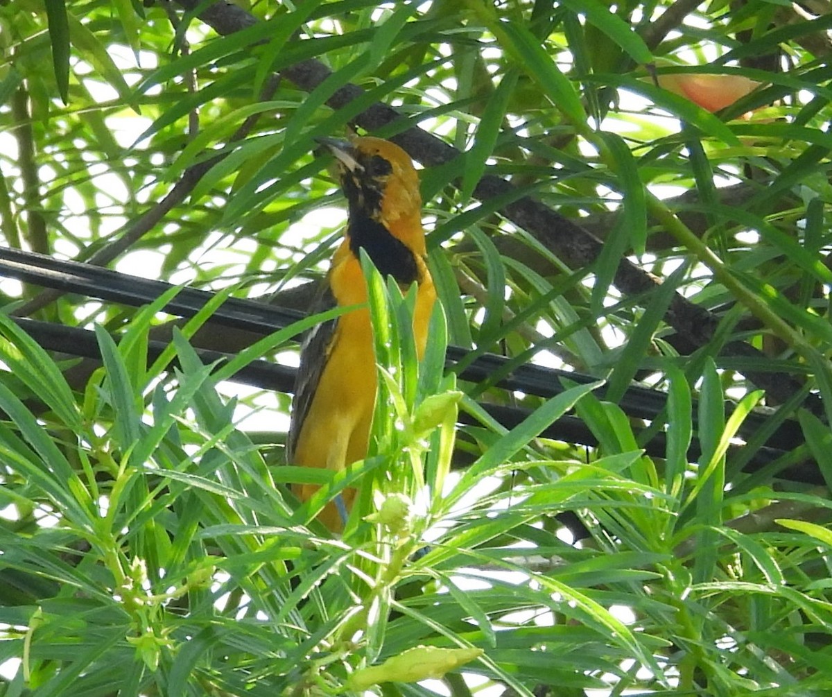 Hooded Oriole - ML643103612