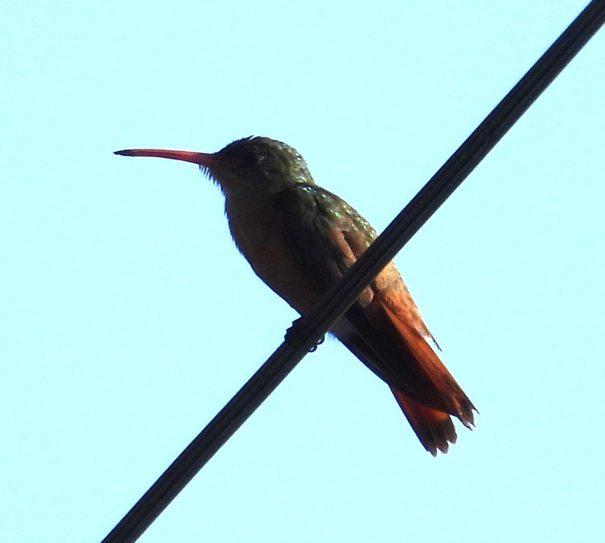 Cinnamon Hummingbird - ML643103617