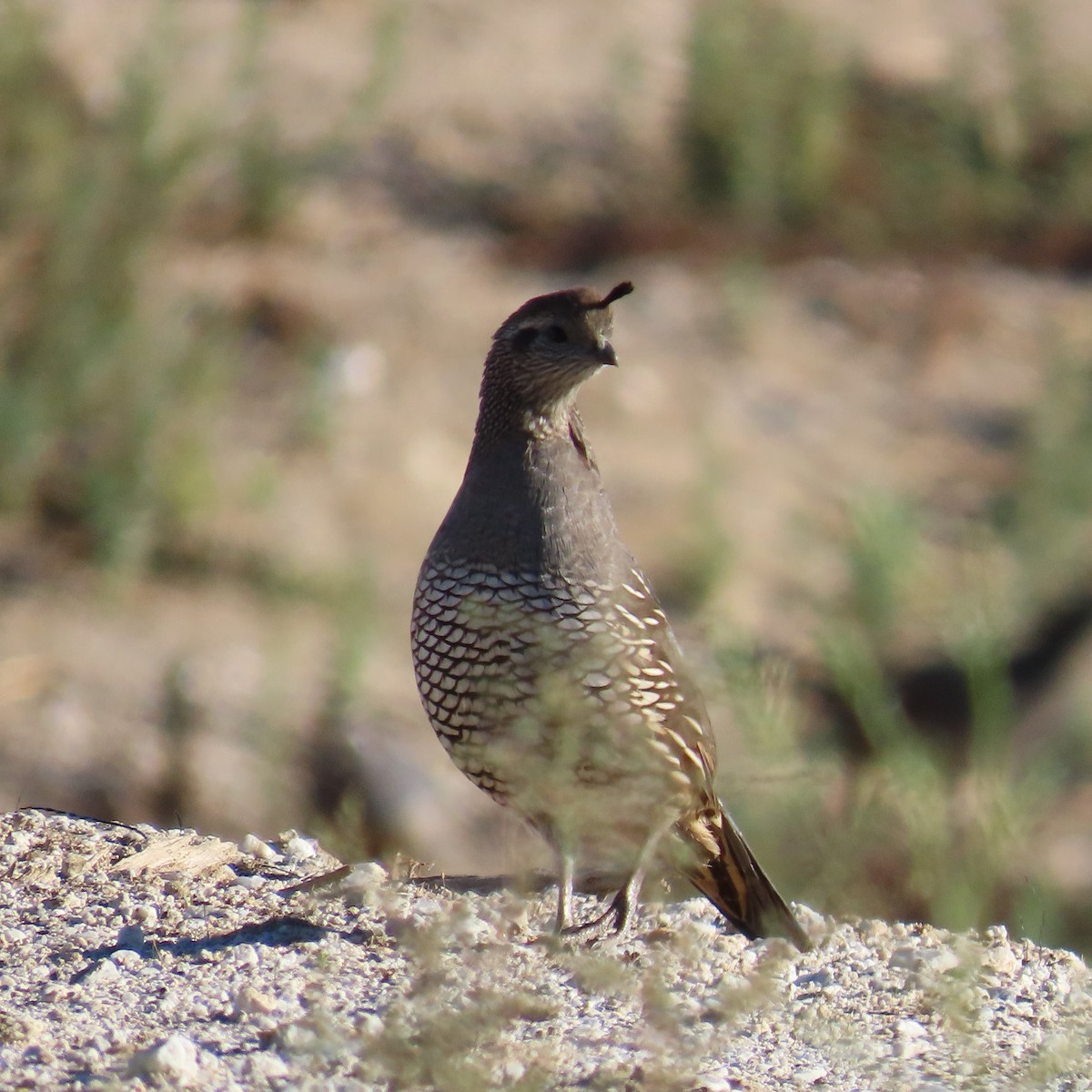 California Quail - ML643103618