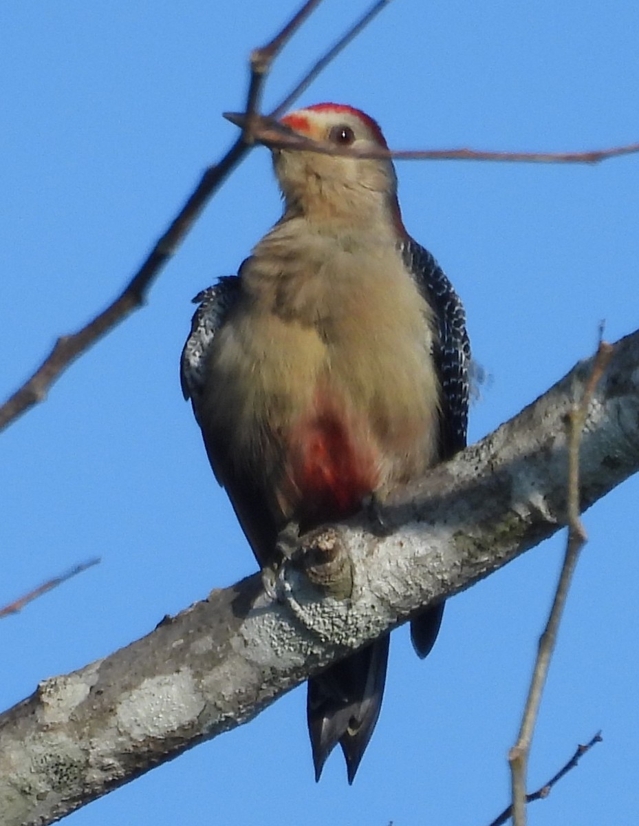 Golden-fronted Woodpecker - ML643103628