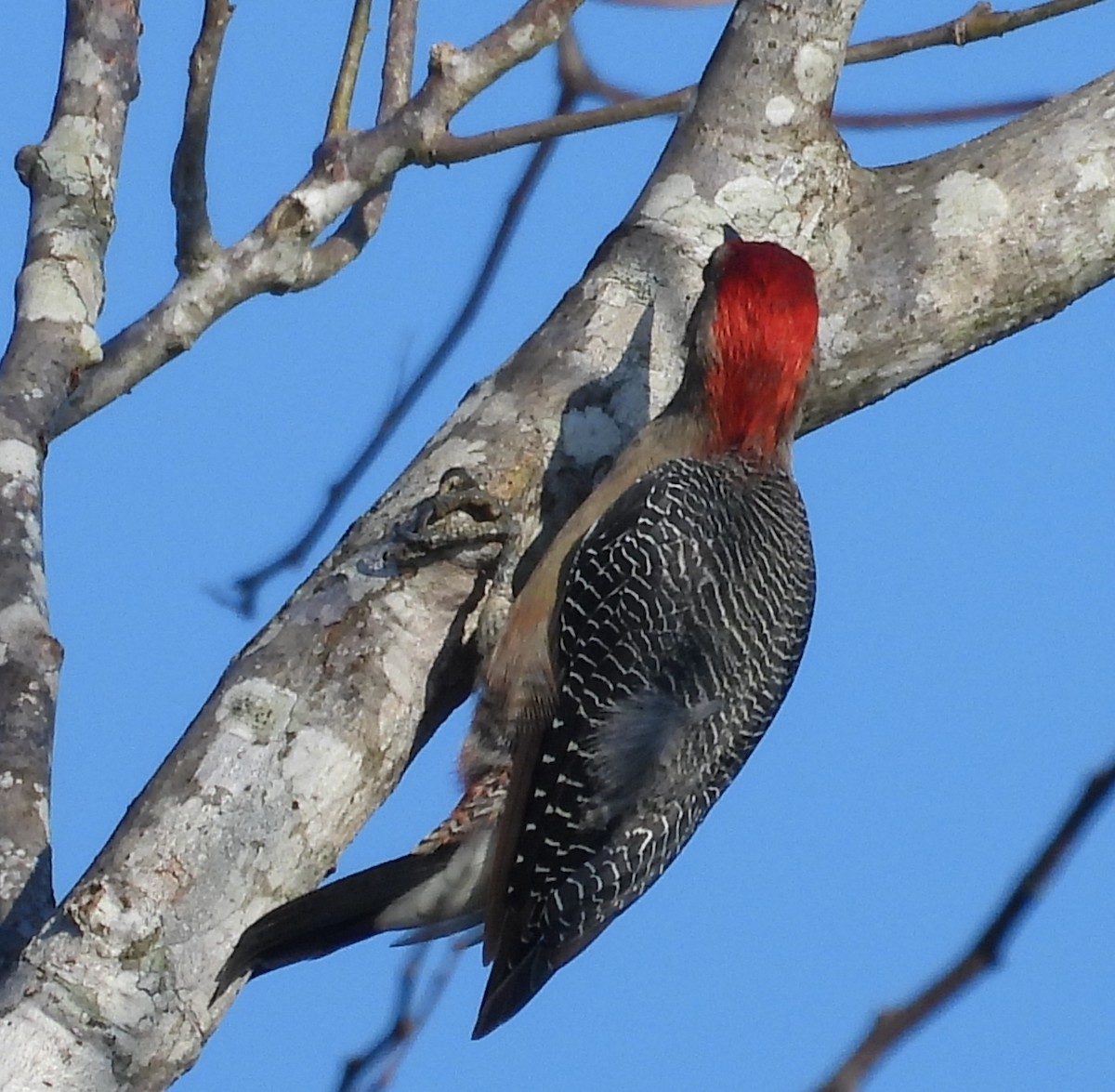 Golden-fronted Woodpecker - ML643103629