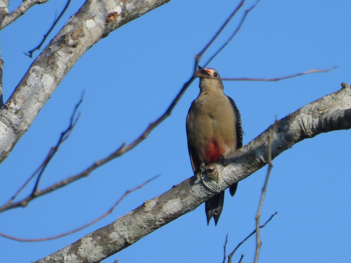 Golden-fronted Woodpecker - ML643103630
