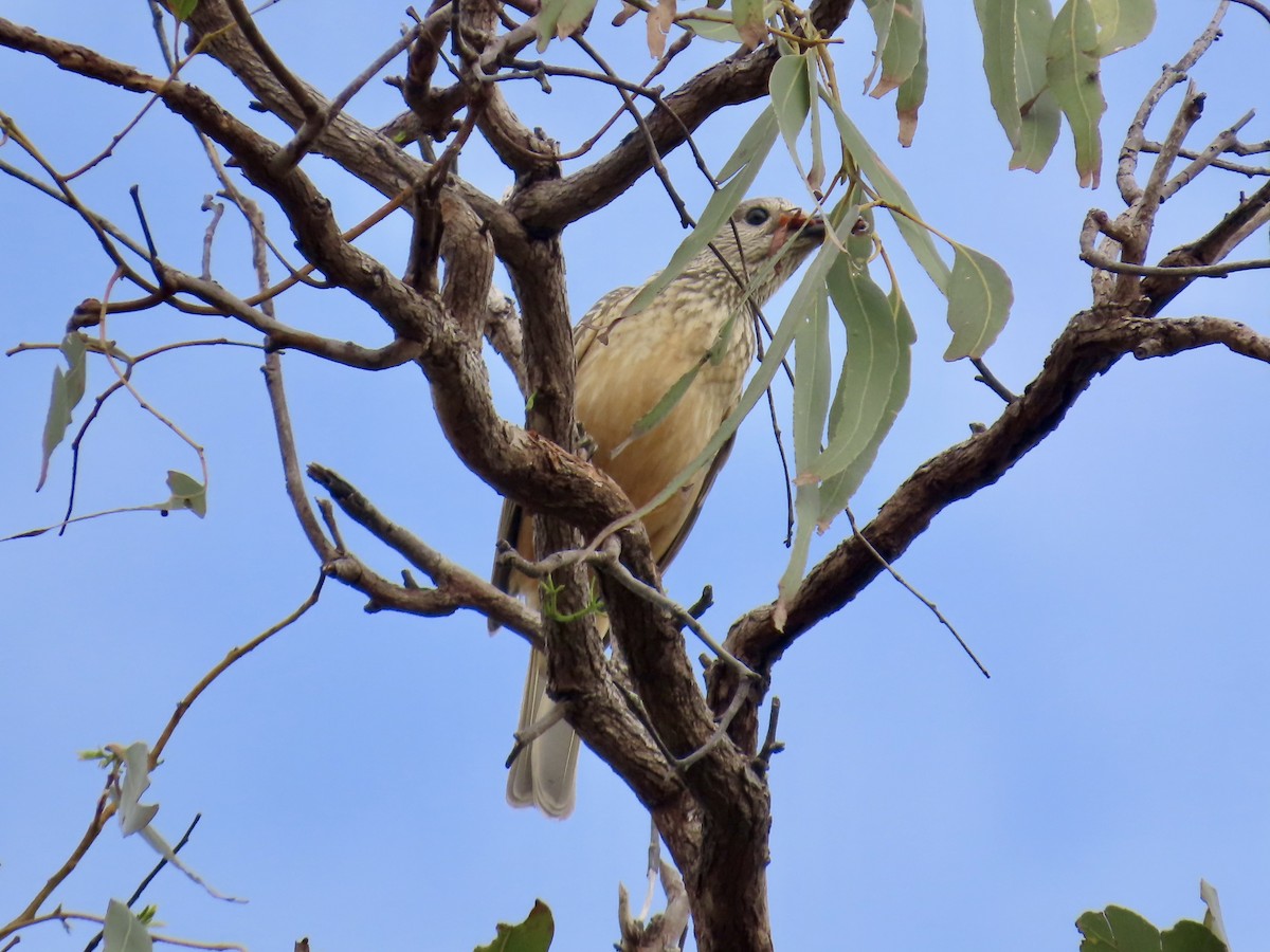 Fawn-breasted Bowerbird - ML643103634