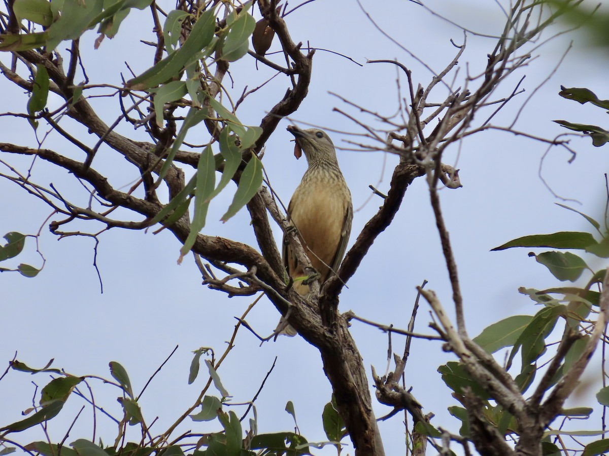 Fawn-breasted Bowerbird - ML643103635