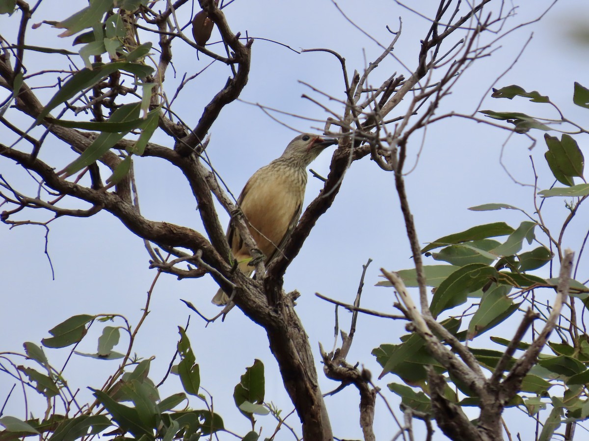 Fawn-breasted Bowerbird - ML643103636