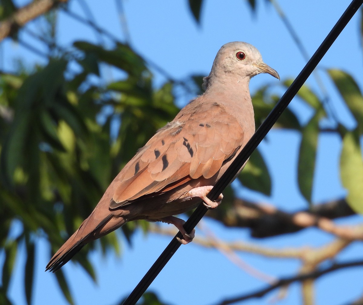 Ruddy Ground Dove - ML643103639