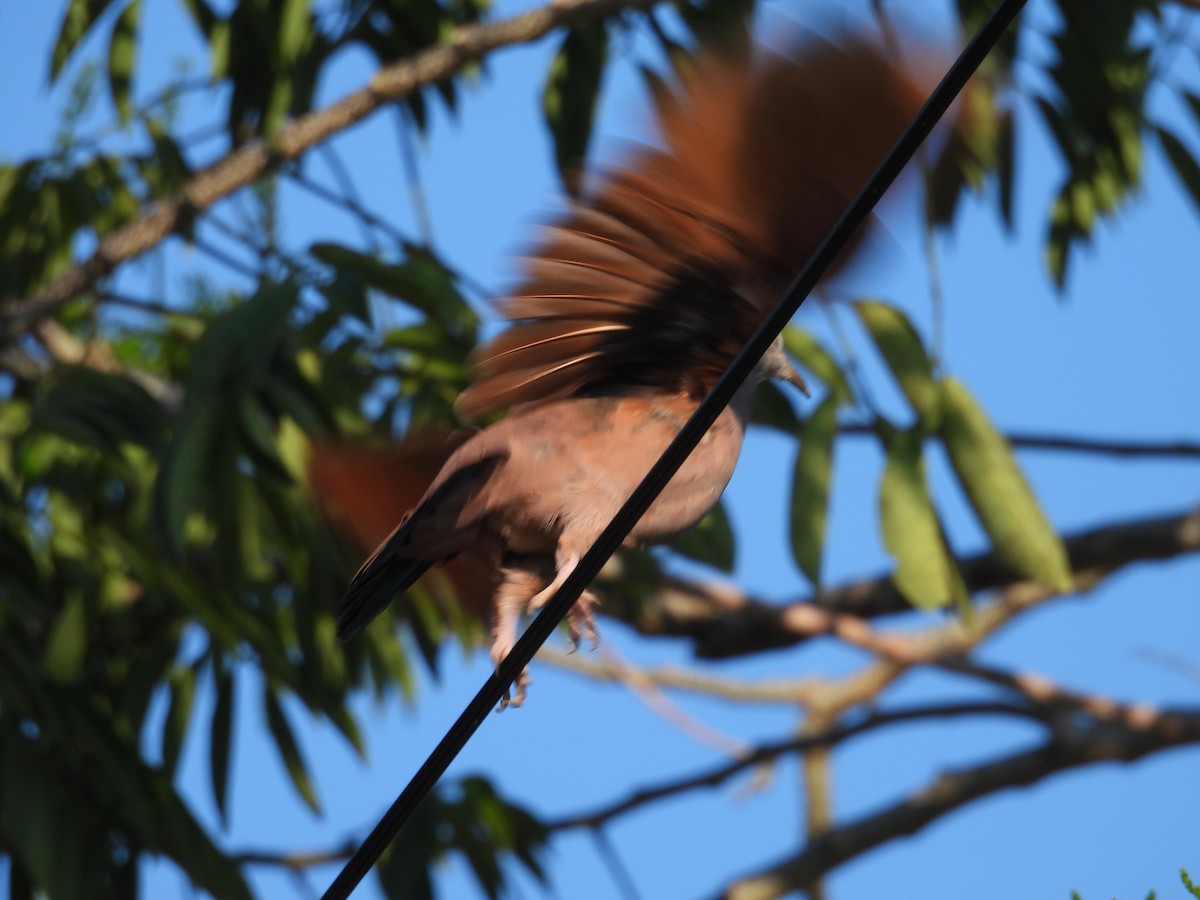 Ruddy Ground Dove - ML643103640
