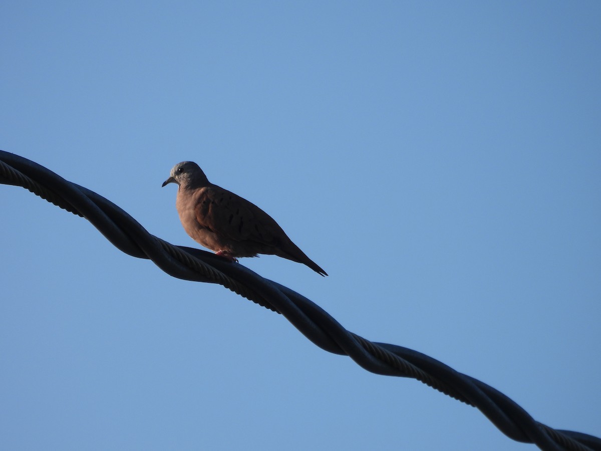 Ruddy Ground Dove - ML643103641