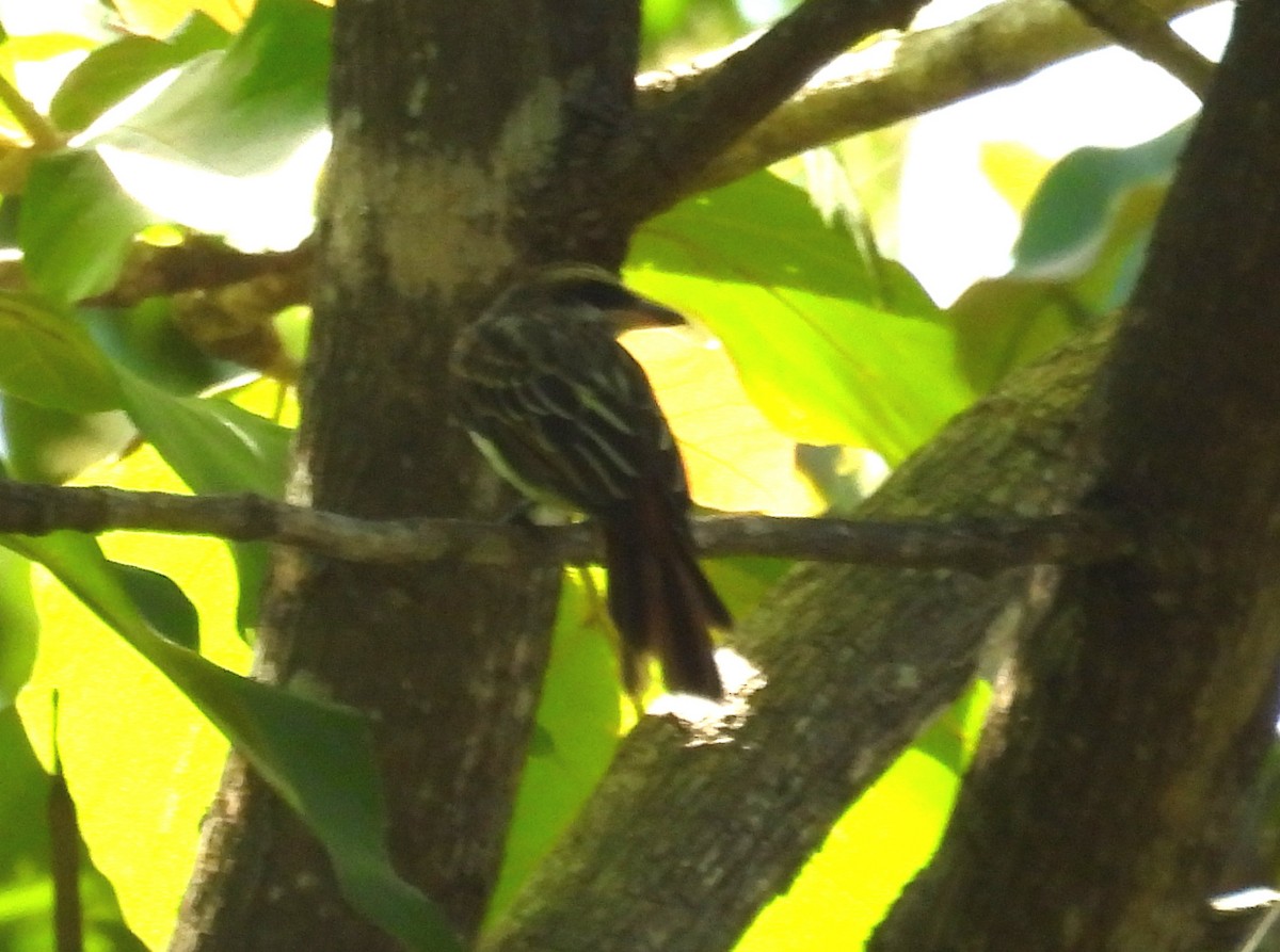Streaked Flycatcher - ML643103646