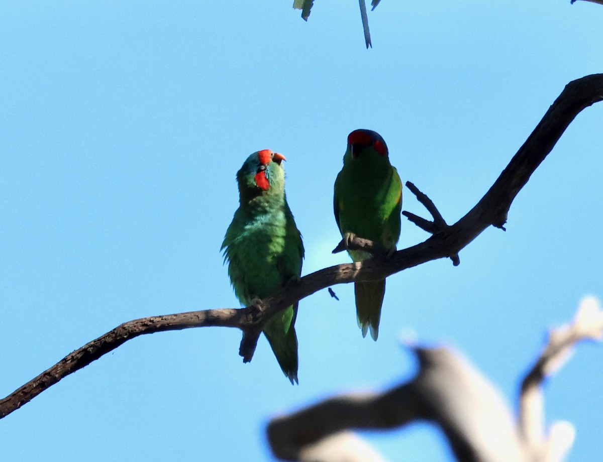 Musk Lorikeet - ML643103647