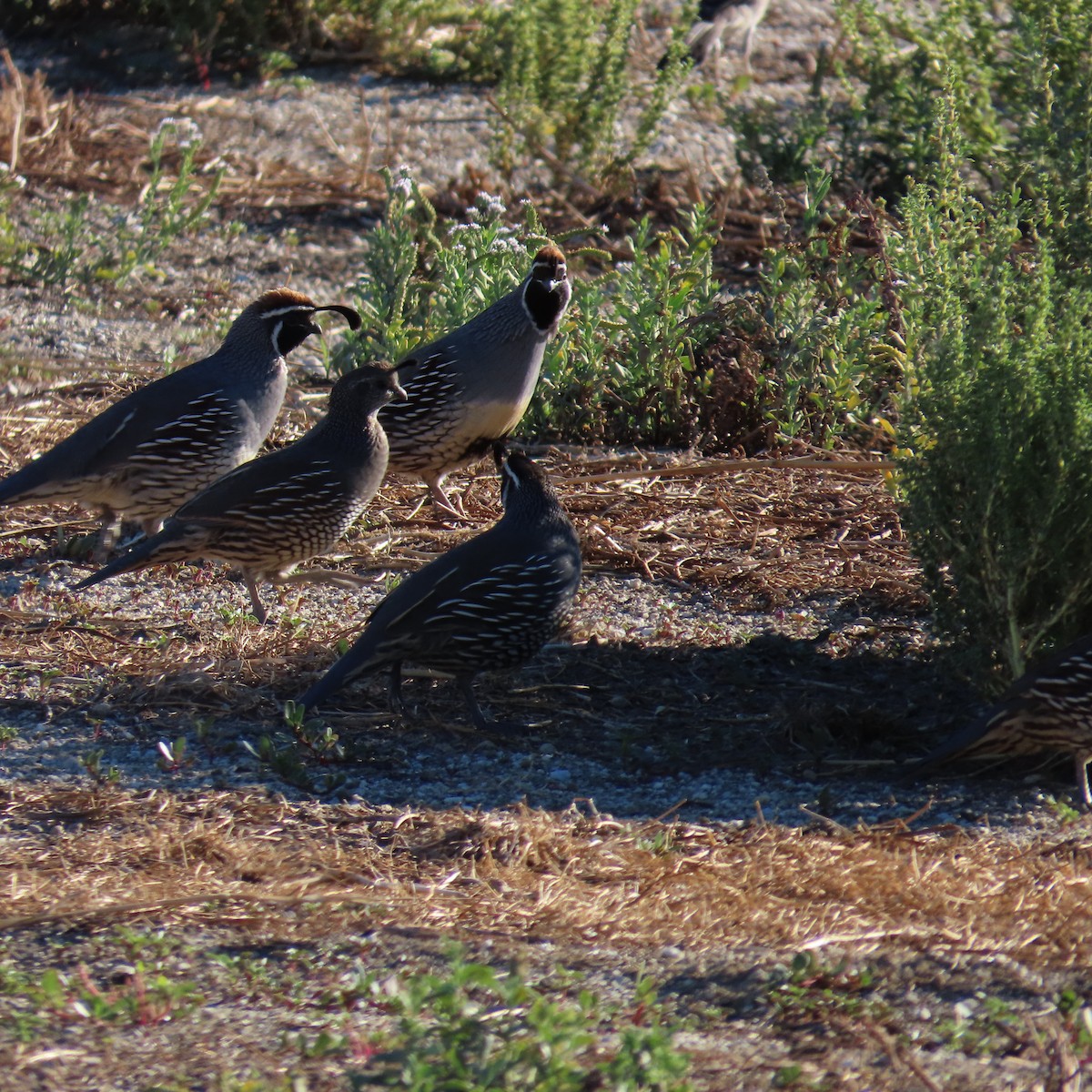 Gambel's Quail - ML643103651