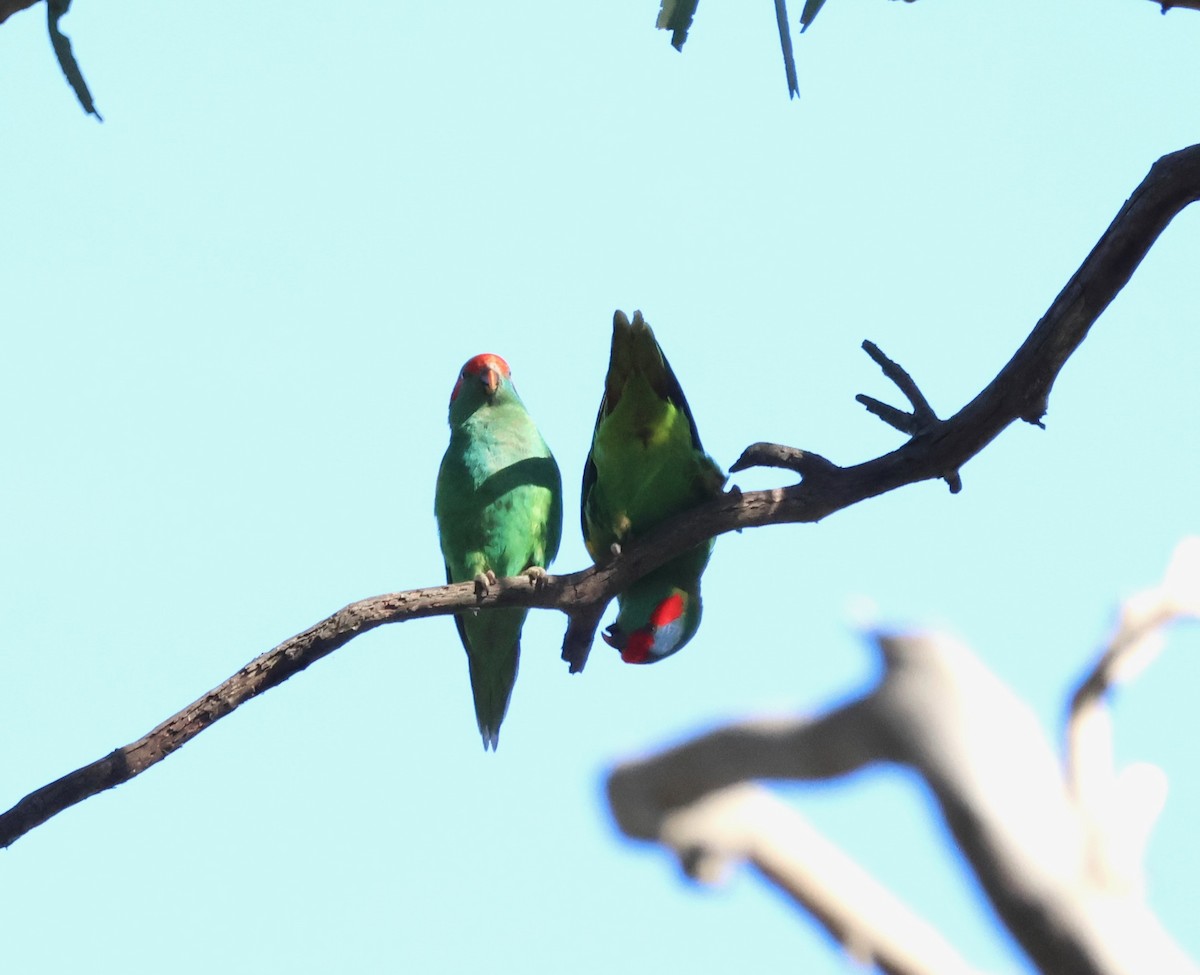 Musk Lorikeet - ML643103655